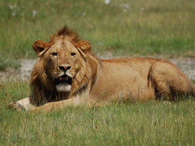 Ngorongoro kráter