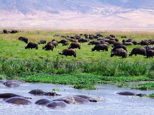 Ngorongoro kráter