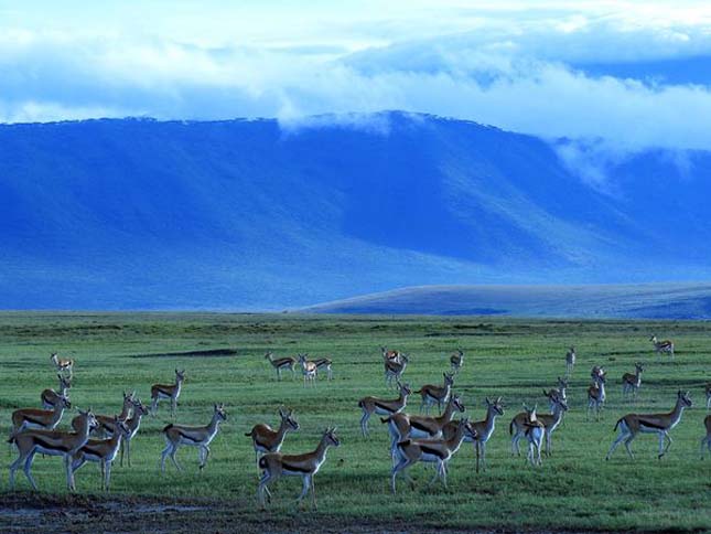 Ngorongoro kráter