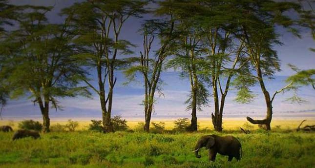 Ngorongoro kráter