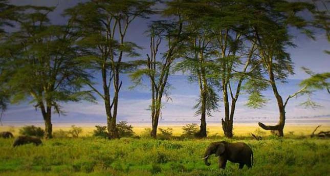 Ngorongoro kráter