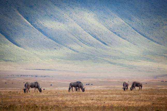 Ngorongoro kráter