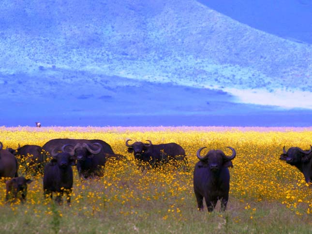 Ngorongoro kráter