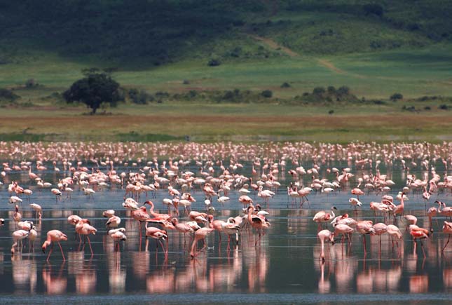 Ngorongoro kráter