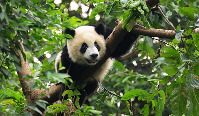 Panda