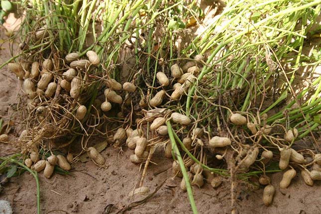 Gyümölcsök, zöldségek, fűszerek