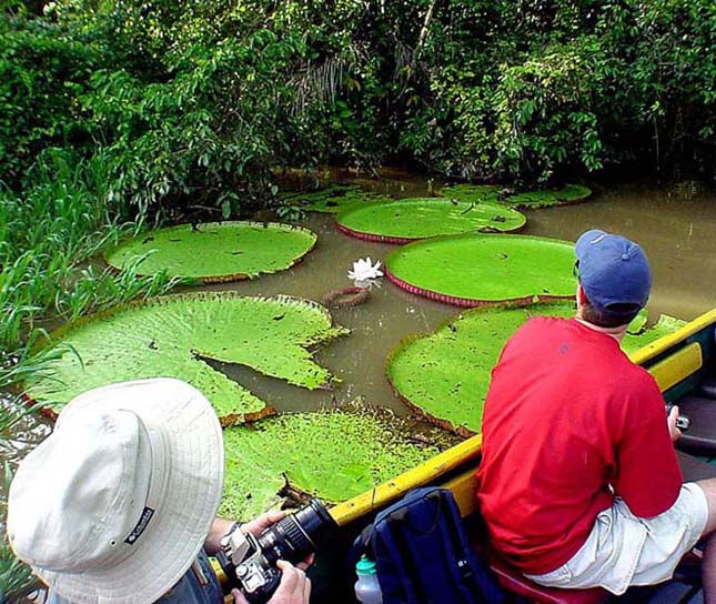 Victoria amazonica, az úszó tutaj