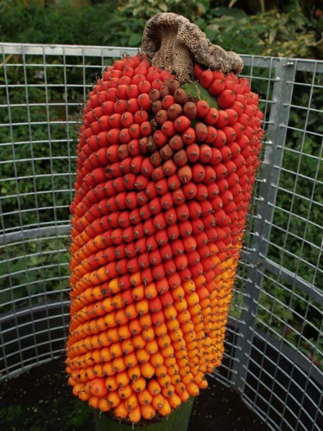 Titánbuzogány, Amorphophallus titanum