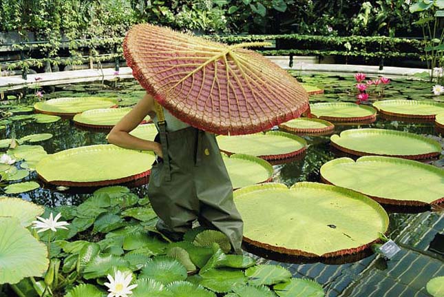 Victoria amazonica, az úszó tutaj