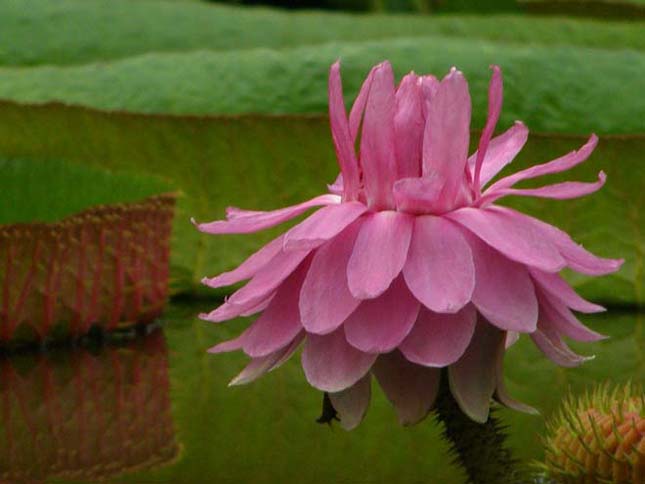 Victoria amazonica, az úszó tutaj