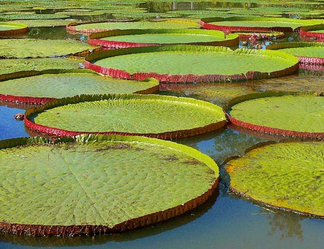 Victoria amazonica, az úszó tutaj