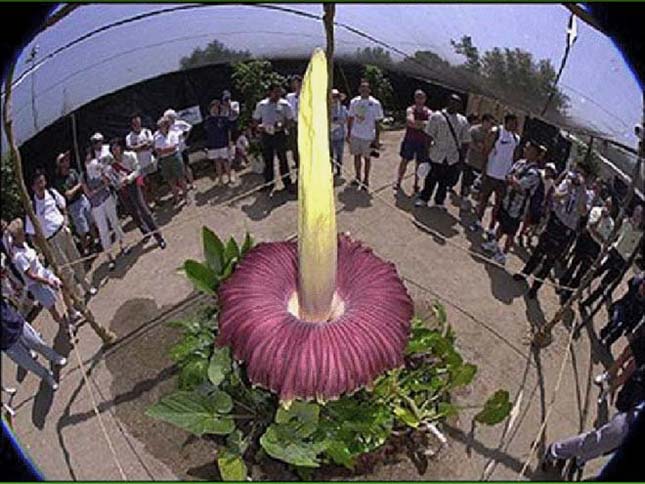 Titánbuzogány, Amorphophallus titanum