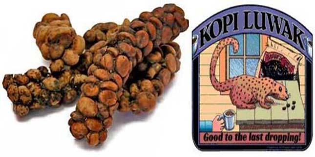 Kopi Luwak