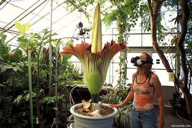 Titánbuzogány, Amorphophallus titanum