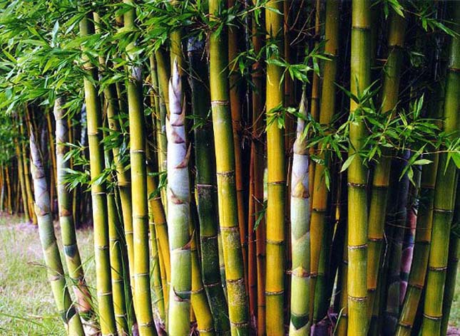 Kínai óriás bambusznád