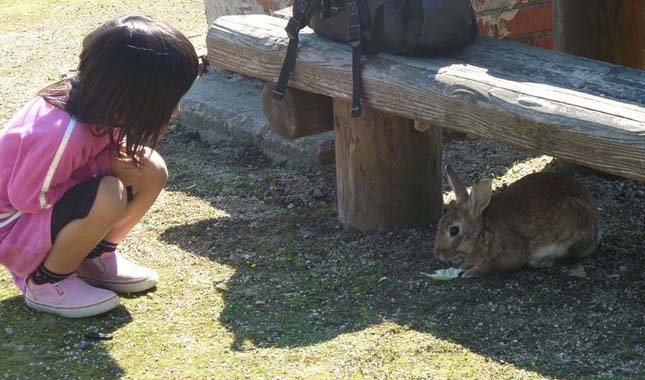 Nyulak szigete, Japán