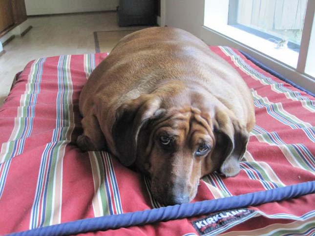 Bravúros kutyadiéta: 23 kilót fogyott a tacskó