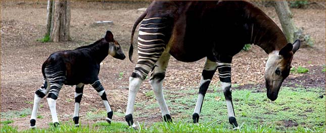 Okapi