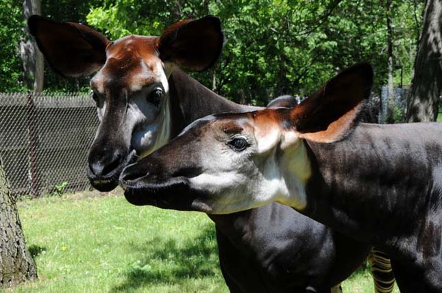 Okapi