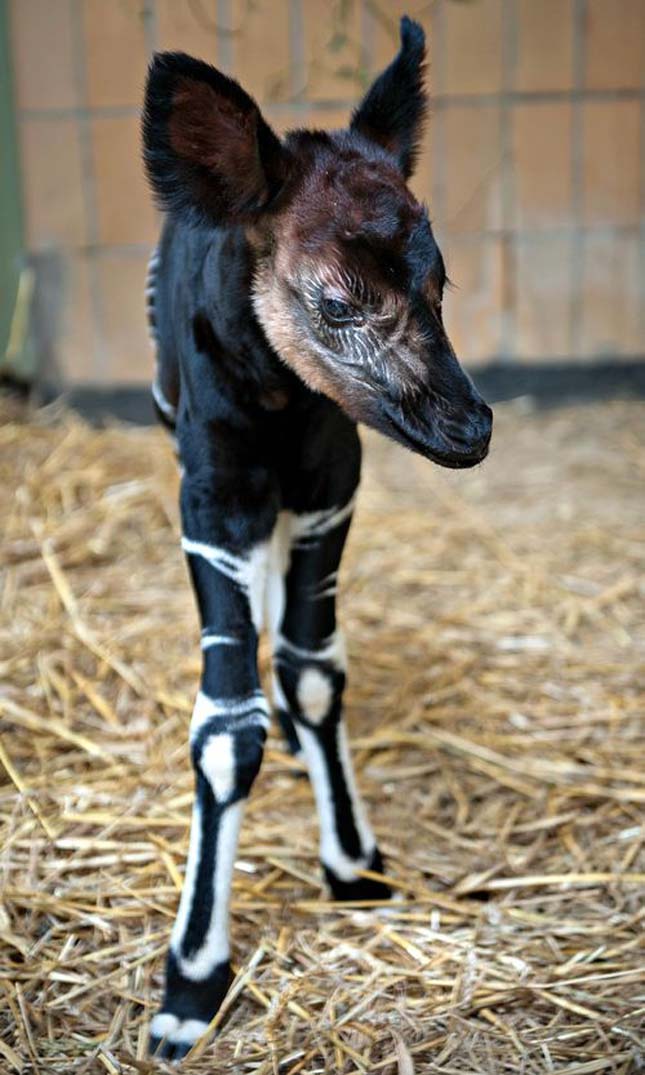 Okapi