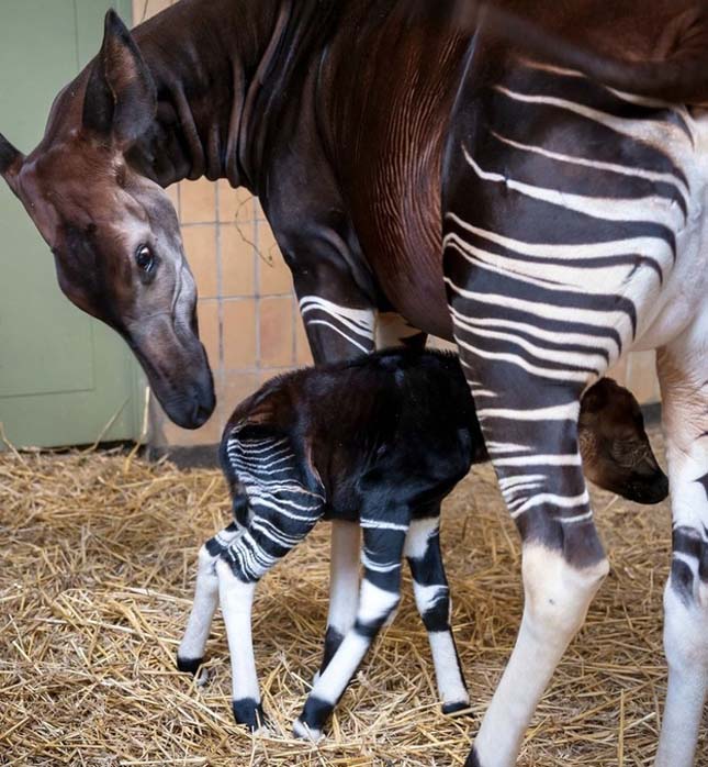 Okapi