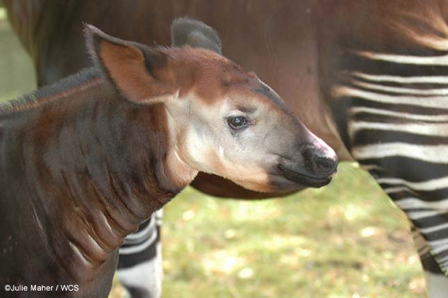 Okapi