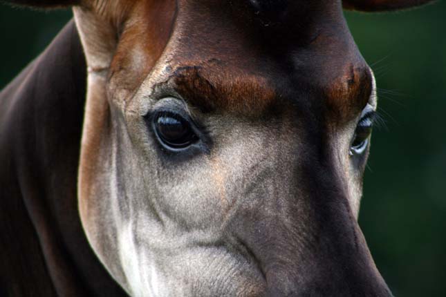 Okapi