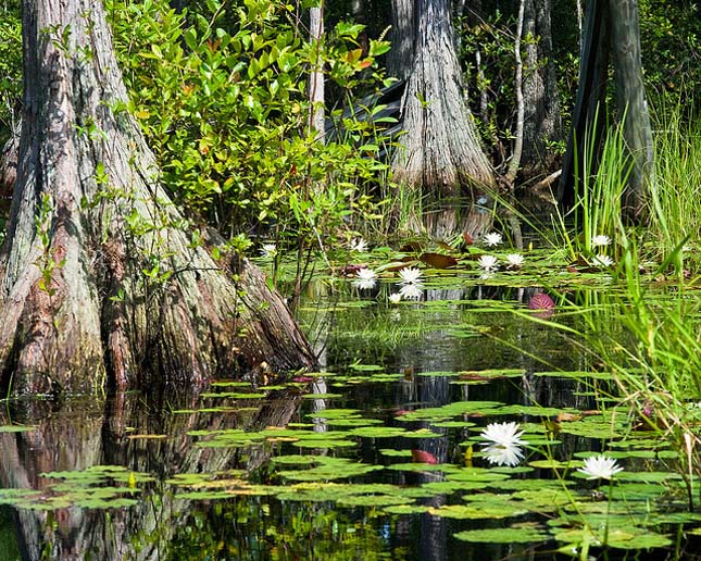 Okefenokee mocsár