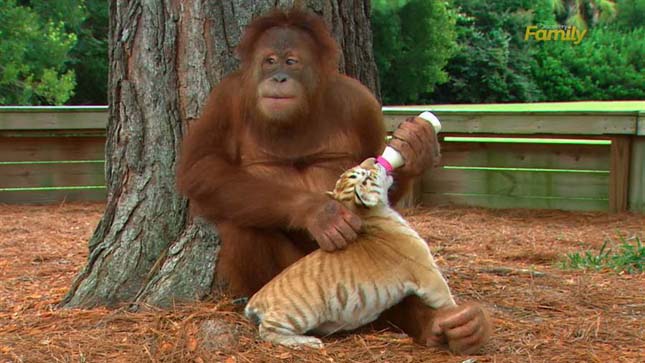 Orángután gondoskodik a tigriskölykökről