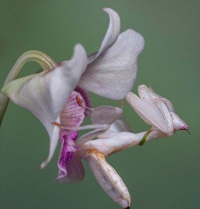 Orchidea manó