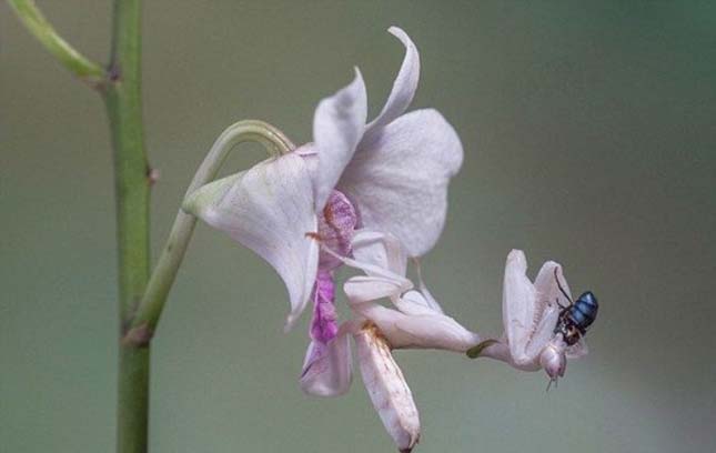 Orchidea manó