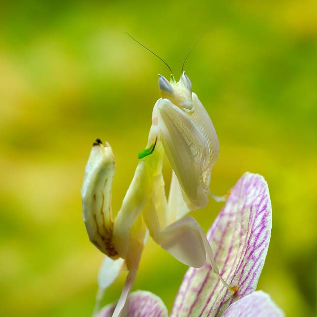 Orchidea manó