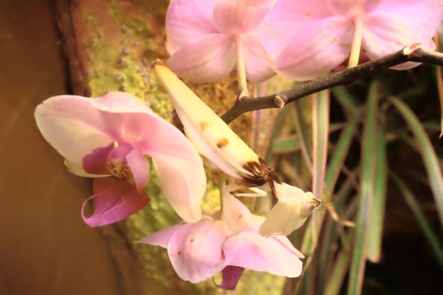 Orchidea manó