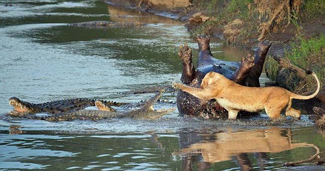 Krokodil és oroszlán harca