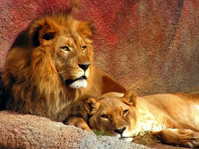Zambia betiltja az oroszlánok és leopárdok vadászatát