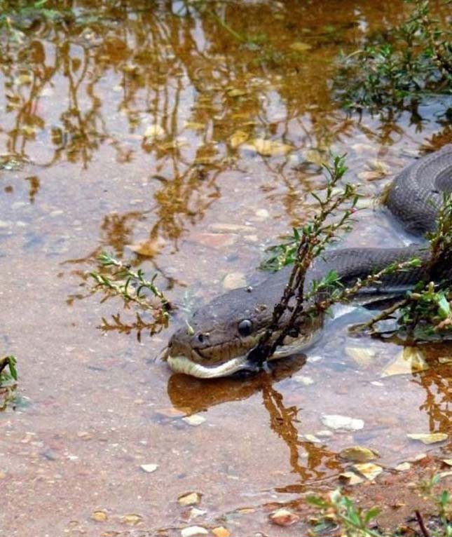 Krokodil és kígyó harca