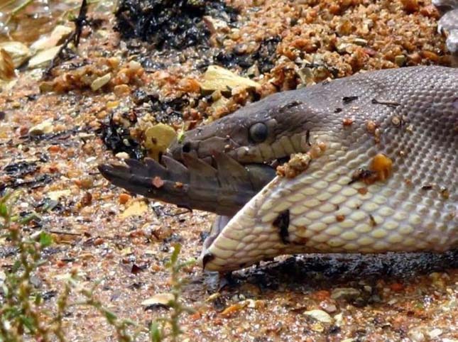 Krokodil és kígyó harca