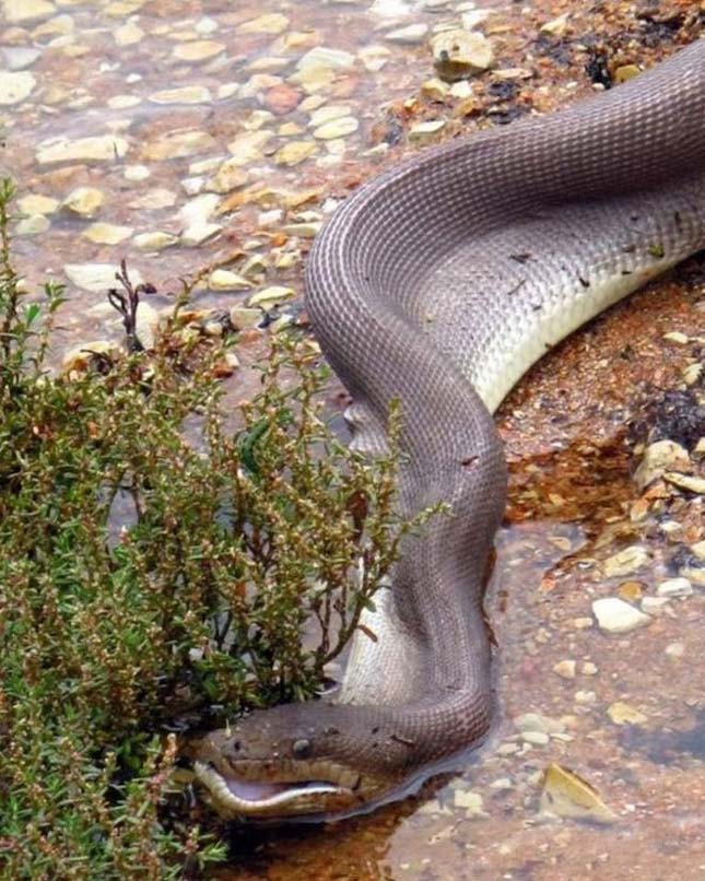 Krokodil és kígyó harca