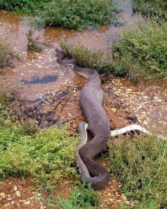 Krokodil és kígyó harca