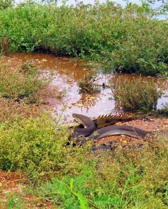 Krokodil és kígyó harca