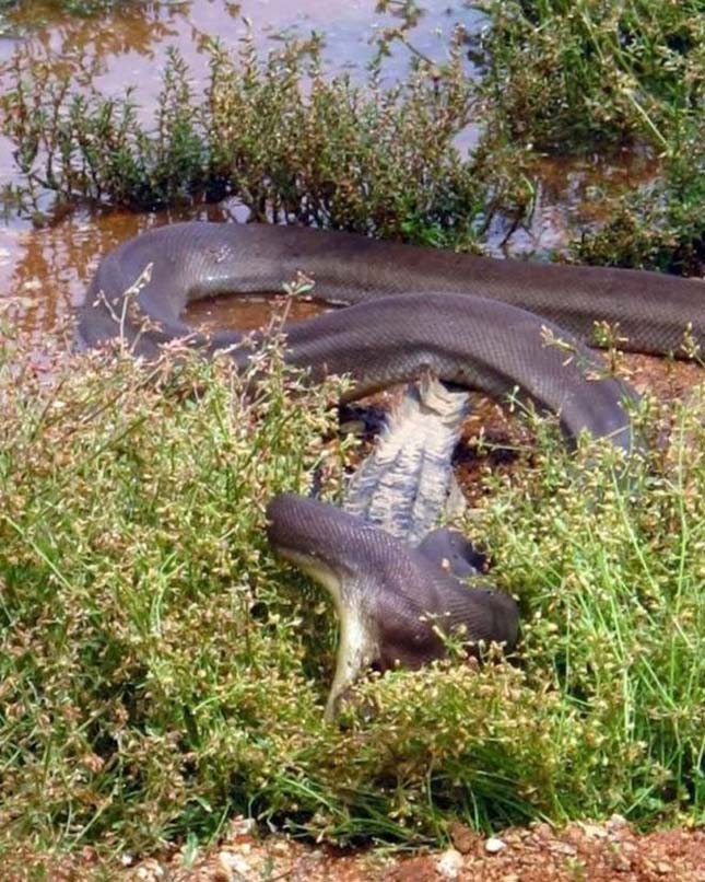 Krokodil és kígyó harca