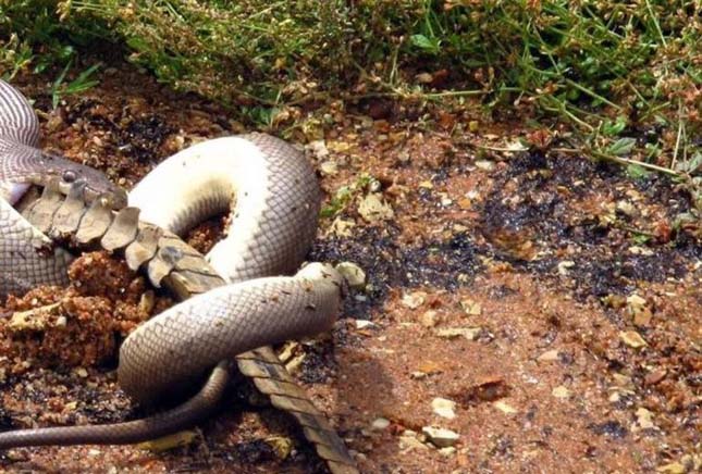 Krokodil és kígyó harca