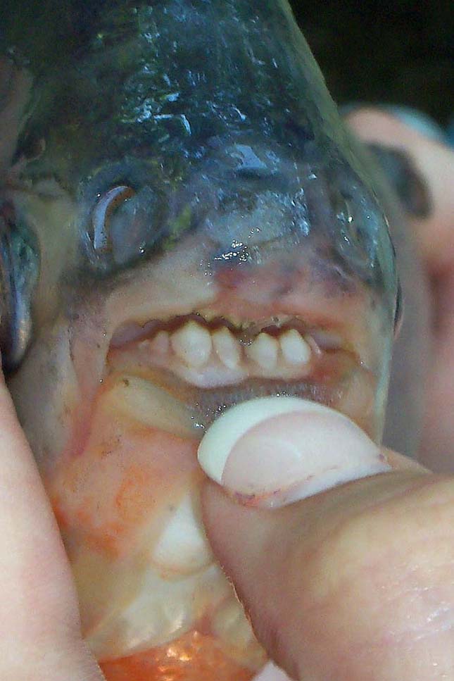 Pacu hal