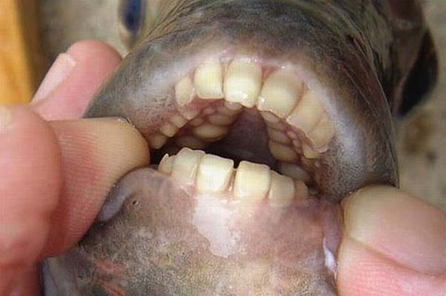 Pacu hal