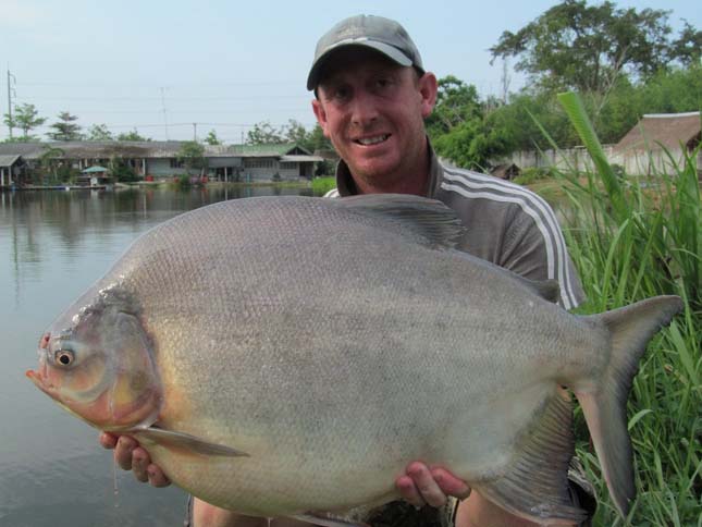 Pacu hal