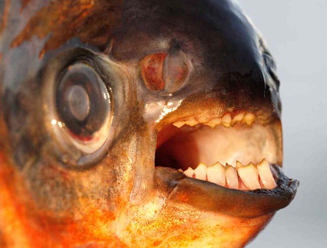 Pacu hal