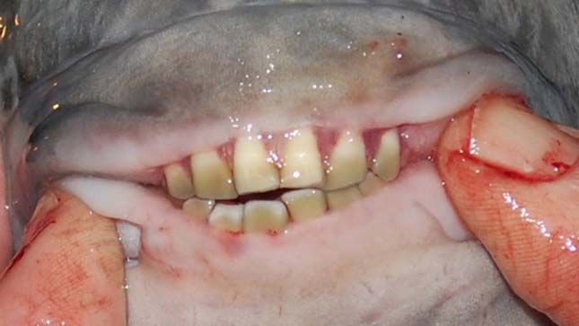 Pacu hal