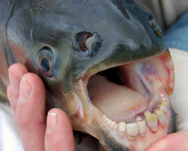 Pacu hal