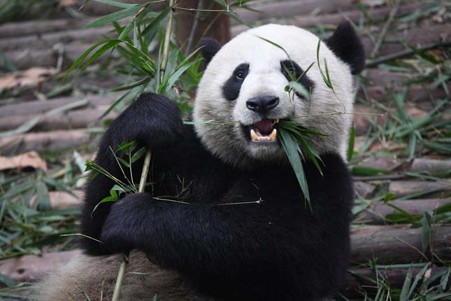 Pandatámadás