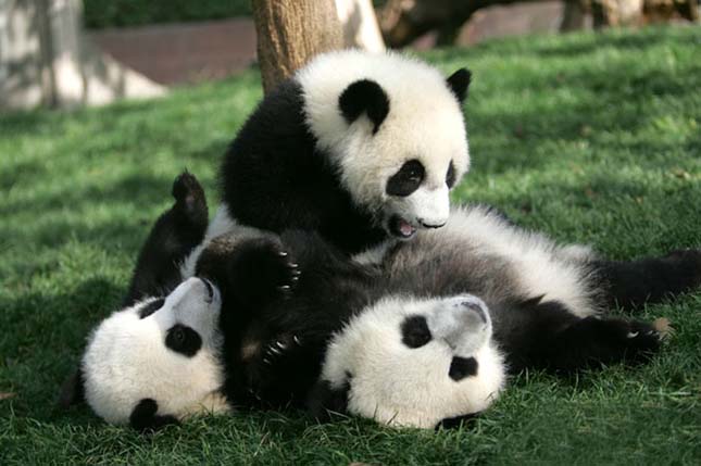 Pandaovi